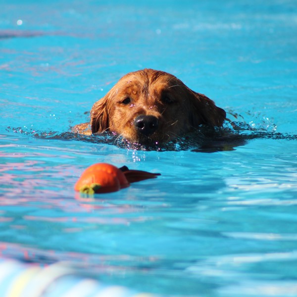 FREE GIFT WKC Summer Splash Dog Show